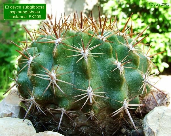 Eriosyce_ subgibbosa _ssp.subgibbosa 'castanea' FK209 _01